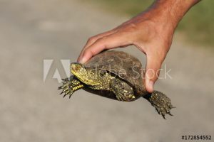 Lee más sobre el artículo LAS DOS TORTUGAS
