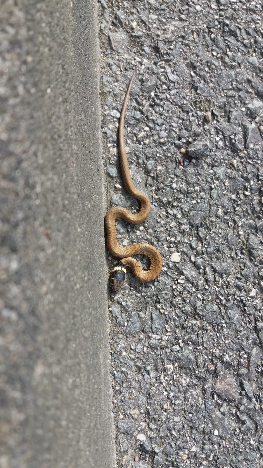 En este momento estás viendo MAYA, LA SERPIENTE