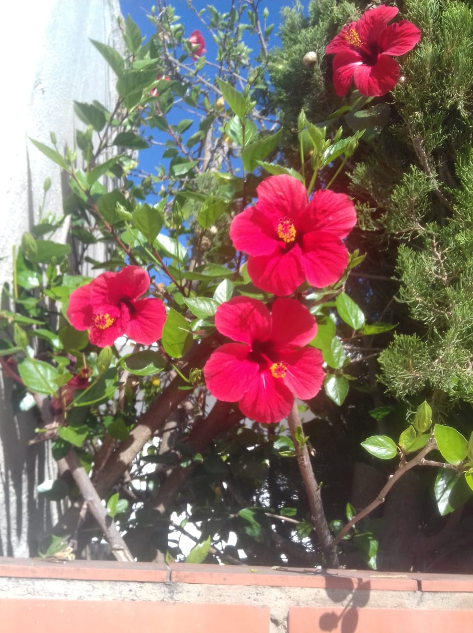 En este momento estás viendo EL SILENCIO SUENA