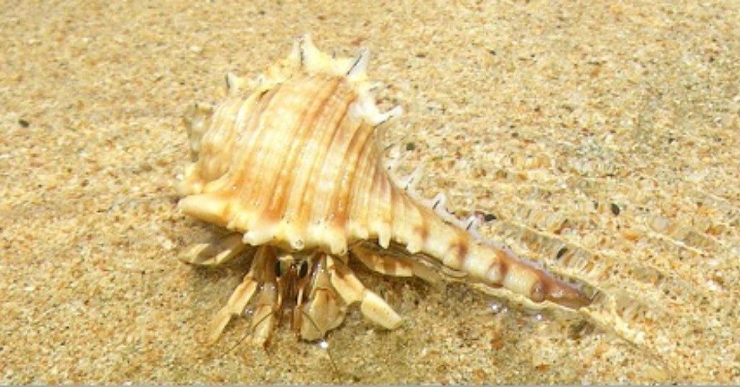 Lee más sobre el artículo UN EXTRAÑO MUNDO NACE EN LA CONCENTRACIÓN EXTERIOR-Por Sesha