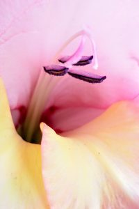 Lee más sobre el artículo LA MÍSTICA FLOR DELICADA