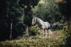 Lee más sobre el artículo LAS SEMILLAS DE PRIMAVERA por Agustina Tramontini